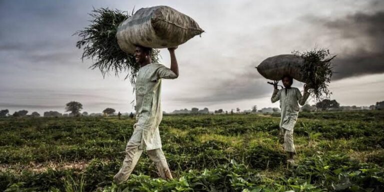 Nigerian Farmers In Distress To Repay Over N1trillion Loans After Flood Disasters